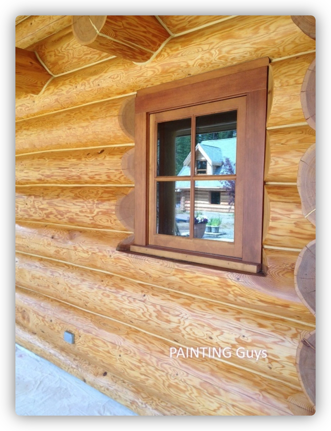 Yellow cedar house logs stained in Timber Pro Coatings